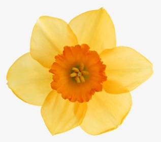 Цветок Нарцисса, Желтый Нарцисс, Желтые Цветы, Daffodil - Нарцисс На Белом Фоне, HD Png Download, Free Download