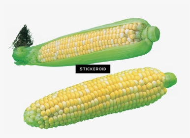 Corn Kernels , Png Download - Maize, Transparent Png, Free Download