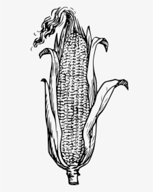 Corn Black And White, HD Png Download, Free Download