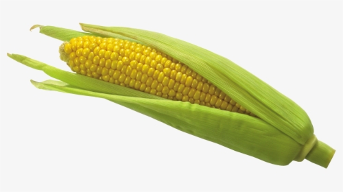 Kernel Clipart Corn Seed - Corn Png, Transparent Png, Free Download