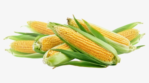 Newhard Farms Corn Shed The Lehigh Valley Premium - Choclo Png, Transparent Png, Free Download