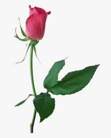 Large Pink Rose Bud Png Clipart - Single Pink Rose Transparent, Png Download, Free Download