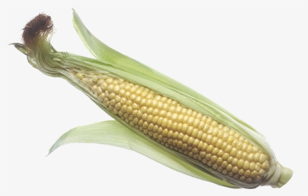 Corn - Large Corn On The Cob, HD Png Download, Free Download