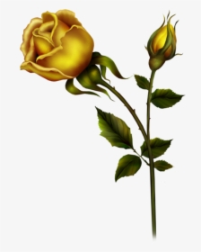 Yellow Rose With Bud Png Clipart - Yellow Roses Transparent Background, Png Download, Free Download