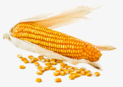 Corn Cob With Loose Corn Kernels Around - Corn Kernels, HD Png Download, Free Download