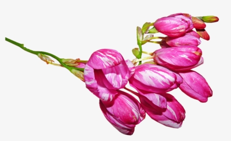 Flower, Buds, Pink Striped - Flower Buds Png, Transparent Png, Free Download