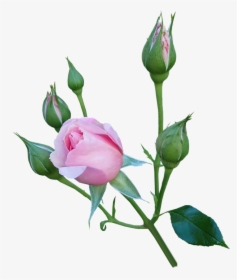 Rose, Pink, Flower, Buds, Garden, Nature, Cut Out - Garden Roses, HD Png Download, Free Download