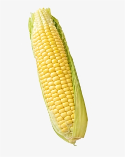 Corn, Maize, Isolated, White, Background, Food - Maize White Background, HD Png Download, Free Download