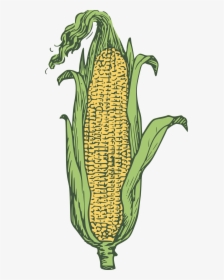Corn Kernels Yellow Free Picture - Ear Maize, HD Png Download, Free Download