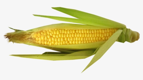 Vegetable, Corn, Cut, Out - Beans On A Cob, HD Png Download, Free Download