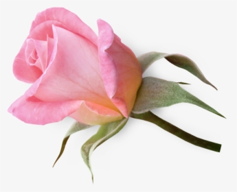 Transparent Single Rose Png - Pink Rose Rose Bud, Png Download, Free Download