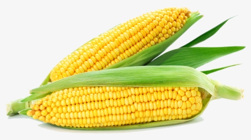 Corn On White Background, HD Png Download, Free Download