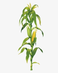 Maize Plant On Corn Cob The Drawing Clipart - Corn Stalk Png, Transparent Png, Free Download
