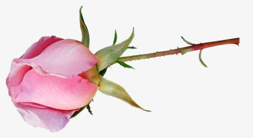 Rose, Bud, Pink, Fragrant, Perfume, Flower, Garden - Garden Roses, HD Png Download, Free Download