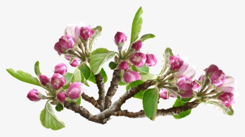 Flower Apple Blossom Transparent, HD Png Download, Free Download