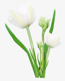 Bouquet Flowers Png - Real Flowers Png Hd, Transparent Png, Free Download