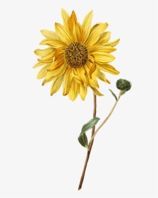 Sunflower And Bud - Simple Sunflower Watercolor Painting, HD Png Download, Free Download