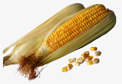 Maize, HD Png Download, Free Download