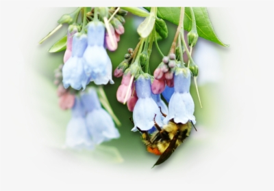 Transparent Flower Bud Png - Bellflower, Png Download, Free Download