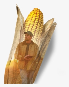 Dyna-gro - Corn On The Cob, HD Png Download, Free Download
