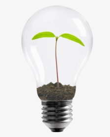 Bulb, HD Png Download, Free Download