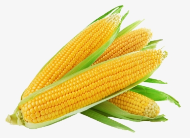 Corn Png Free Background - Sweet Corn, Transparent Png, Free Download