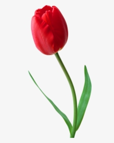 Stem,petal,flowering Plant,lily Family,pedicel,cut - Tulip Png, Transparent Png, Free Download