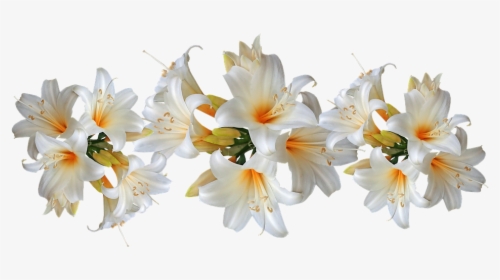 Lilies, White, Belladonna, Easter Lilies, Fragrant - Easter Lilies, HD Png Download, Free Download