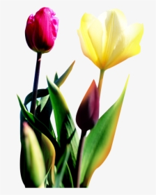 Download Transprent Png Free Plant Rose Family - Sprenger's Tulip, Transparent Png, Free Download
