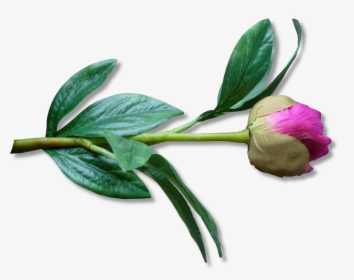 Peony Clipart Bud - Artificial Flower, HD Png Download, Free Download