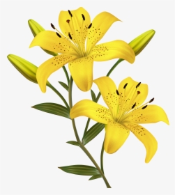 Flower Yellow Easter Lily Clip Art - Yellow Lily Flower Clipart, HD Png Download, Free Download