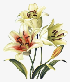 Transparent Easter Lilies Clipart - Watercolor Painting, HD Png Download, Free Download
