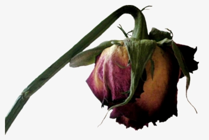 Transparent Walking Dead Clipart - Dead Flower Png, Png Download, Free Download