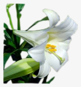 Easter Lily, HD Png Download, Free Download