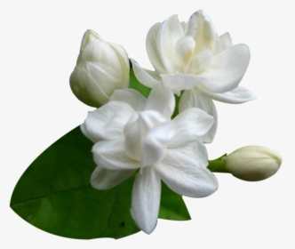 Transparent Gardenia Clipart - Transparent Background Jasmine Flower Png, Png Download, Free Download
