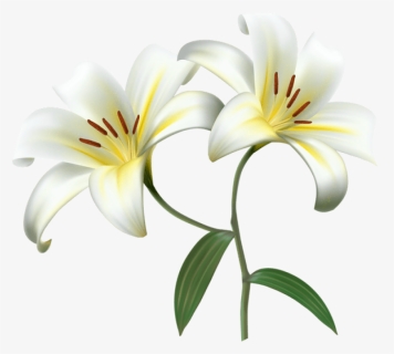 Lilium Png - White Lily Transparent Background, Png Download, Free Download