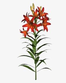 Easter Lilies Clipart Transparent Png - Tiger Lily Flower Stem, Png Download, Free Download
