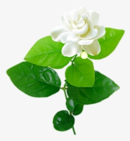Jasmine Flower With Leaves Png - Jasmine Flower Vector Free Download, Transparent Png, Free Download