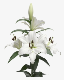 A Few Lilies Transparent Png - Lilium Transparent, Png Download, Free Download