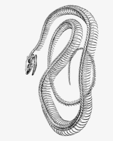 Free Vintage Clip Art - Snake Skeleton Png, Transparent Png, Free Download
