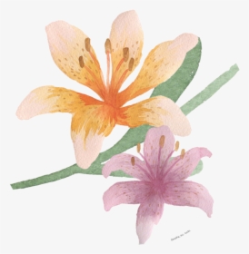 Watercolour Easter Lily - Tiger Lily, HD Png Download, Free Download