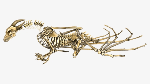 Dragon Horned Skeleton - Dragon Skeleton Png, Transparent Png, Free Download
