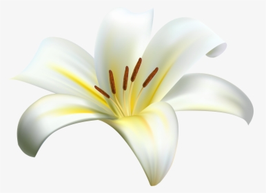 Stargazer Lily Clipart , Png Download - Monocotyledon, Transparent Png, Free Download
