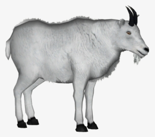 Mountain Goat White Background, HD Png Download, Free Download