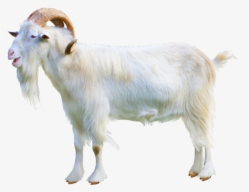 Goat PNG Images, Free Transparent Goat Download - KindPNG