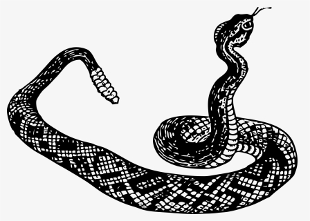 Snake Clipart Ahas - Rattlesnake Clipart Black And White, HD Png Download, Free Download