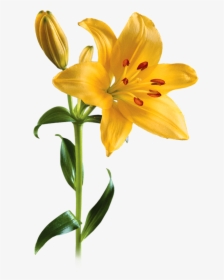 Lily Picture - Lily Png, Transparent Png, Free Download