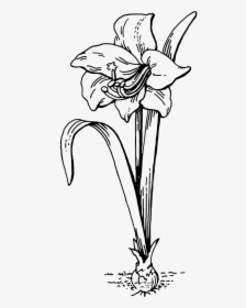 Amaryllis Drawing Easter Lily For Free Download - Outline Of A Flower Plant, HD Png Download, Free Download