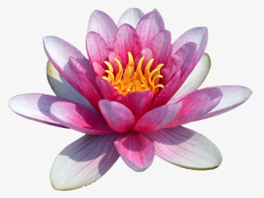 Pink Water Lily Clipart The Cliparts Png - Water Lily Flower Png, Transparent Png, Free Download