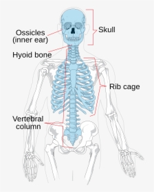 Appendicular And Axial Skeleton, HD Png Download, Free Download